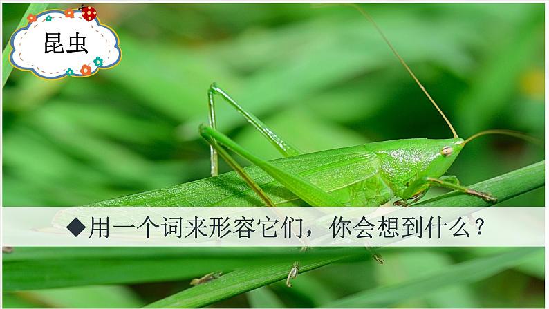 4.昆虫备忘录 课件+教案+练习02