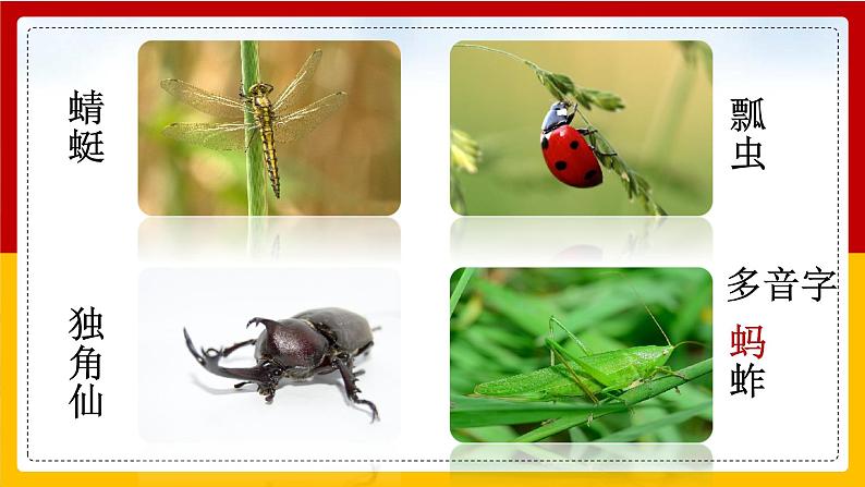 4.昆虫备忘录 课件+教案+练习04