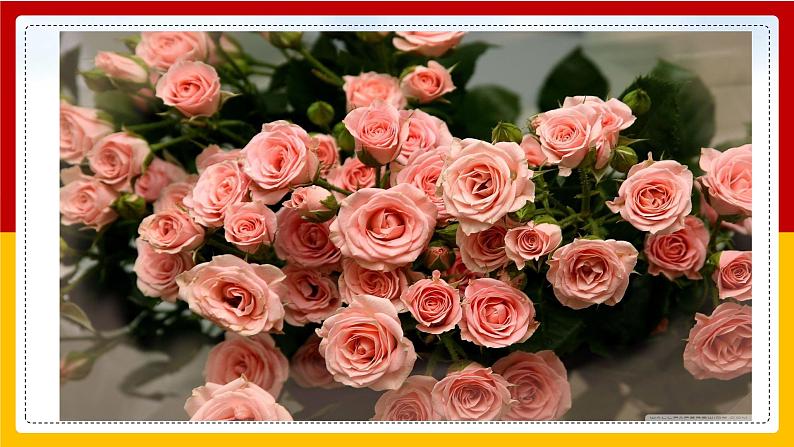 13. 花钟 课件+教案+练习02