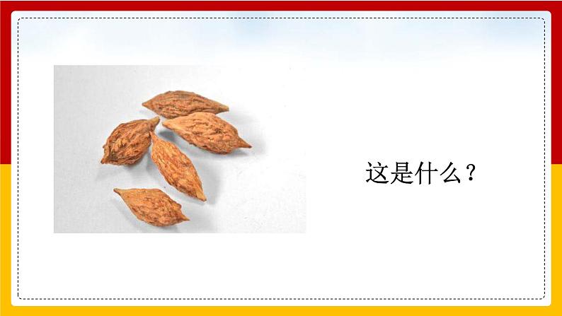 28.枣核 课件第2页