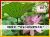 3.《荷花》第一课时 课件+教案+练习