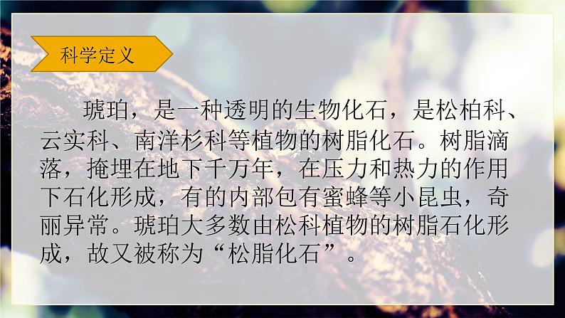 部编版四年级下册语文5.琥珀课件PPT第7页