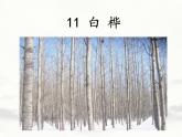 部编版四年级下册语文白桦课件PPT