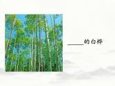 部编版四年级下册语文白桦课件PPT