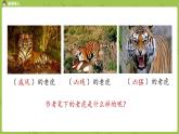 统编版语文四上第6单元19《一只窝囊的大老虎》课件PPT