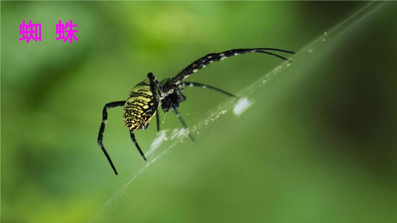 20 蜘蛛开店（课件+教案+学案+练习-含答案）02