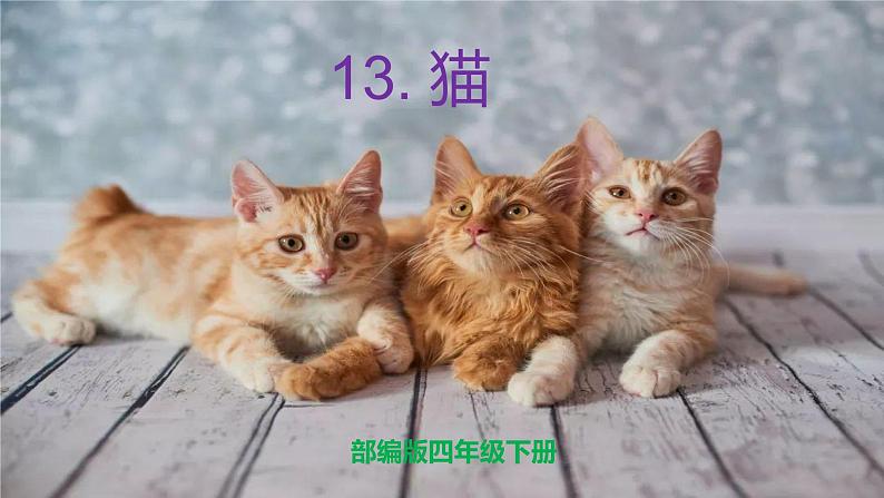 部编版四年级下册语文13.猫课件第1页