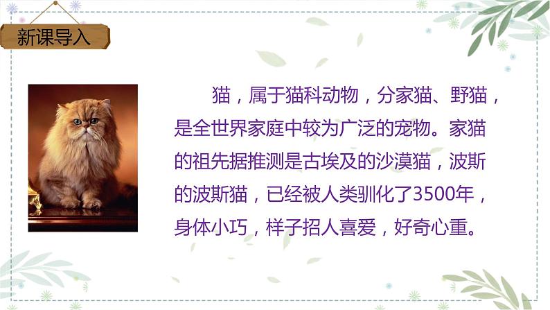 部编版四年级下册语文13.猫课件第3页