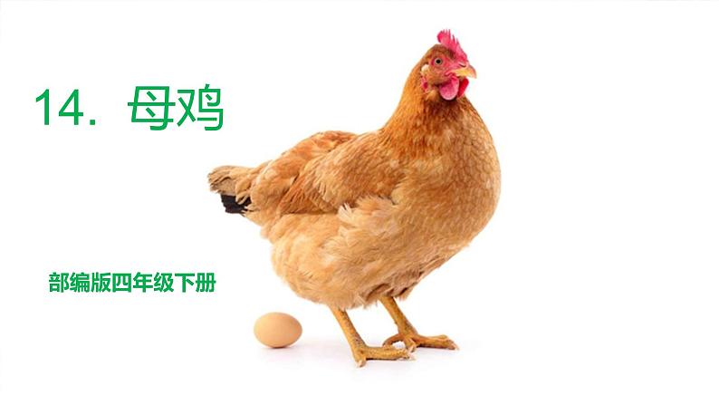 部编版四年级下册语文14.母鸡课件第1页