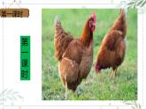 部編版四年級(jí)下冊(cè)語文14.母雞課件+同步練習(xí)含答案