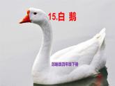 部編版四年級下冊語文15.白鵝課件+同步練習(xí)含答案