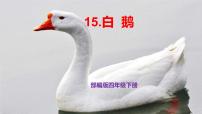 小学语文人教部编版四年级下册15 白鹅精品ppt课件