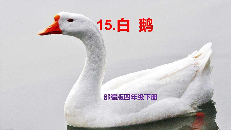 部编版四年级下册语文15.白鹅课件第1页