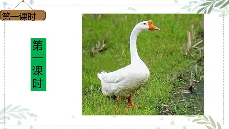 部编版四年级下册语文15.白鹅课件第4页