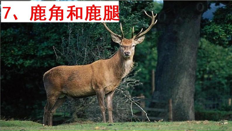 7.《鹿角和鹿腿》公开课课件PPT01