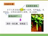 人教版语文四年级下册 第一单元 2 乡下人家 第二课时课件PPT