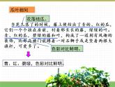 人教版语文四年级下册 第一单元 2 乡下人家 第二课时课件PPT