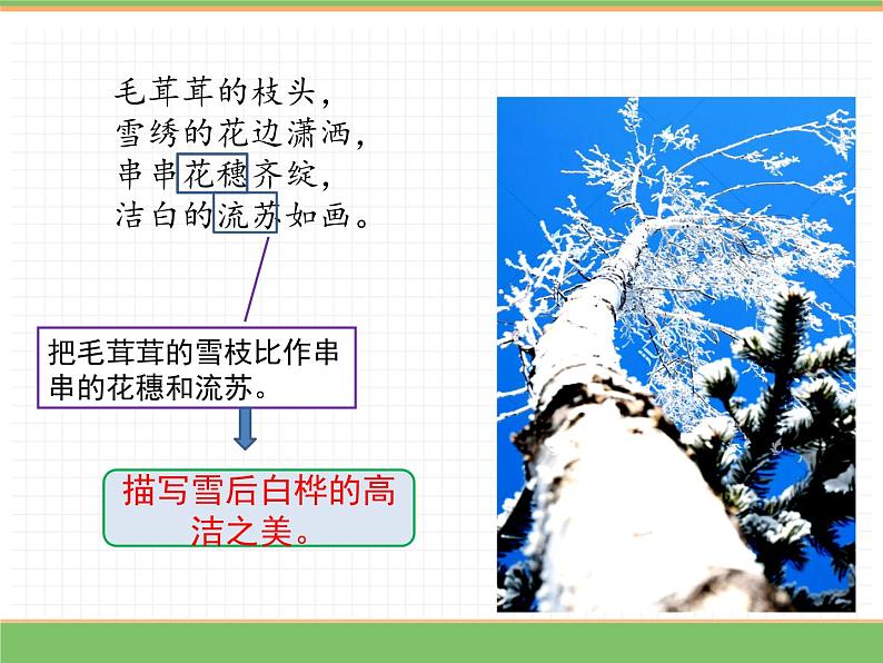 人教版语文四年级下册 第三单元 11 白桦 第二课时课件PPT第7页