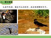 人教版语文三年级下册 第一单元 2 燕子 第一课时课件PPT