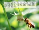 人教版语文三年级下册 第四单元 14 蜜蜂 第一课时课件PPT
