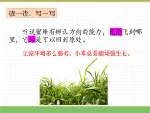 人教版语文三年级下册 第四单元 14 蜜蜂 第二课时课件PPT