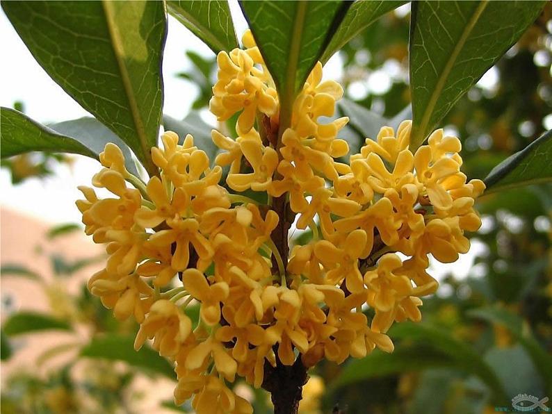 部编版五上桂花雨课件PPT第4页