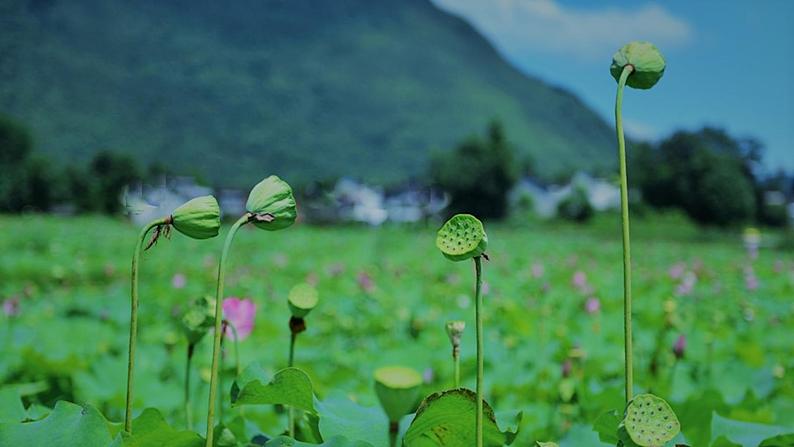 部编版五四制语文一年级下册12_古诗二首池上课件第4页