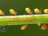 部编版语文二年级上册 14.我要的是葫芦(11)（课件）