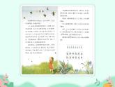 部编版语文三年级下册 14 蜜蜂课件PPT