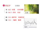 15 小虾(课件) 部编版语文三年级下册