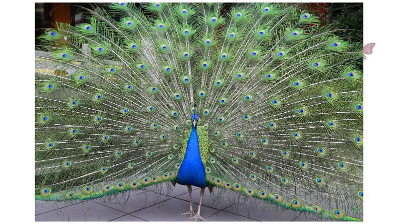 二年级第七讲第5页