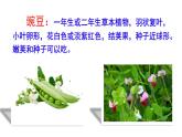 ５、一个豆荚里的五粒豆　课件