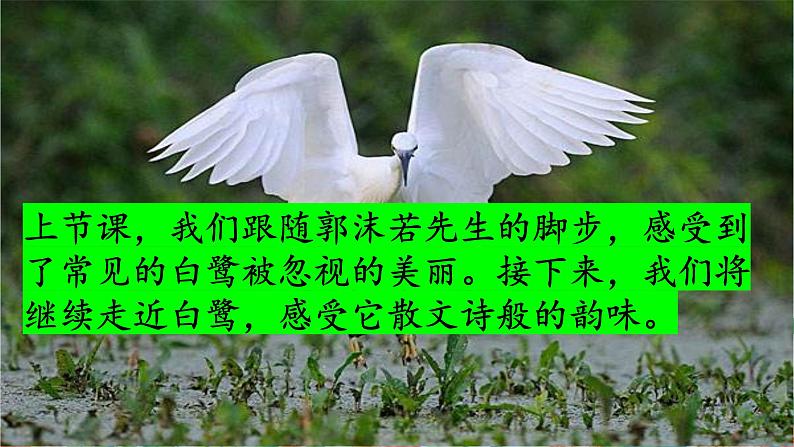 1.2《白鹭》课件+教案+导学案02