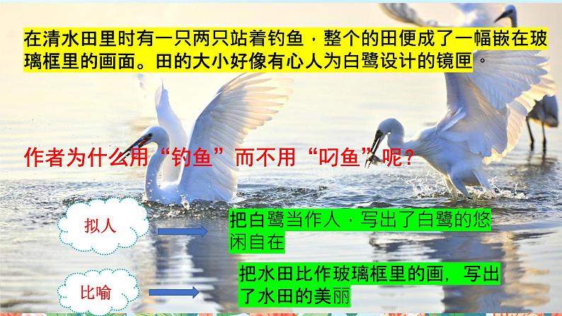1.2《白鹭》课件+教案+导学案04