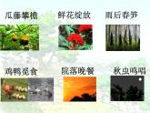 四年级语文下册课件-2《乡下人家》第二课时 部编版
