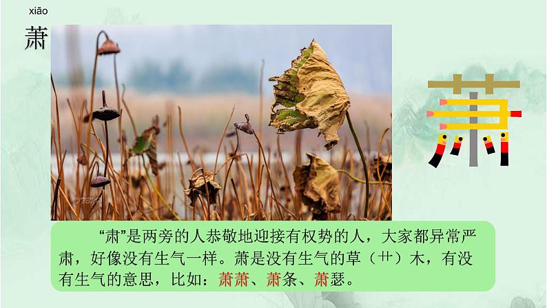 课文11白桦 精品PPT 趣味识字课件第4页