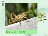 2. 祖父的园子  趣味识字 生字教学课件PPT