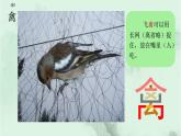 21. 杨氏之子  趣味识字 生字教学课件PPT