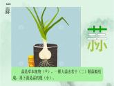 课文1北京的春节 精品PPT 趣味识字课件