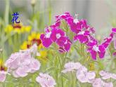 2 花的学校课件PPT