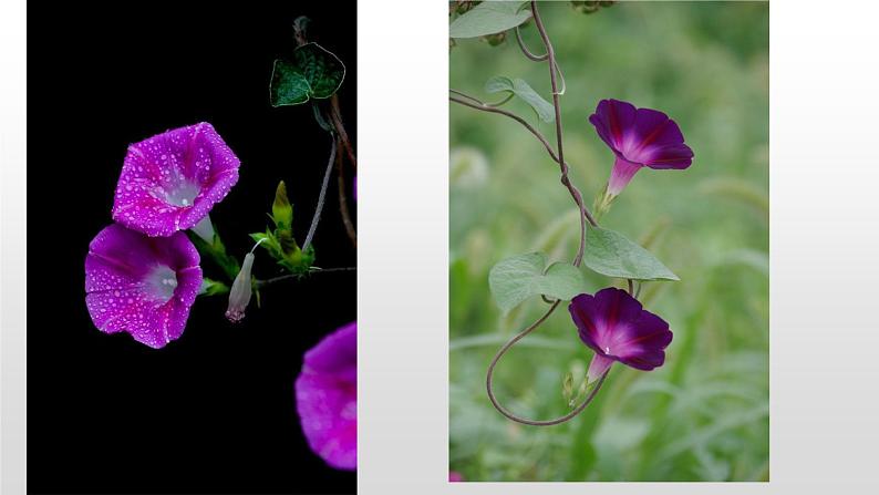 五年级语文期末写作专项——状物之植物篇（三）课件PPT第3页