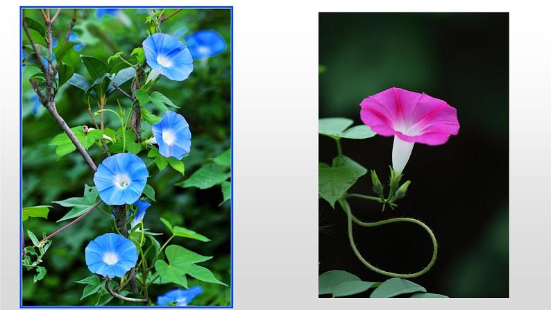 五年级语文期末写作专项——状物之植物篇（三）课件PPT第4页