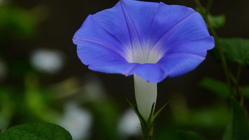 五年级语文期末写作专项——状物之植物篇（三）课件PPT第6页