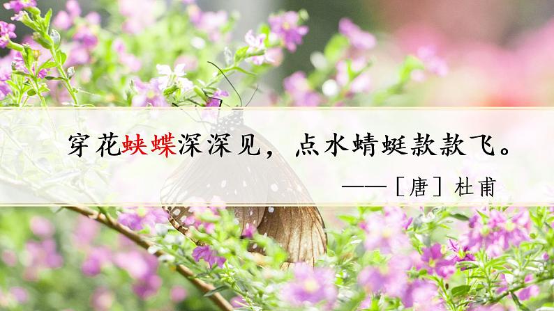 8《蝴蝶的家》课件PPT+教案+练习+学案课件+音视频素材01