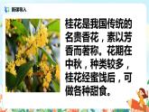 3.1《桂花雨》第一课时课件+教案+导学单