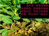 五年级语文上册课件-2.落花生-部编版