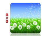 ３、部编二年级上册《植物妈妈有办法》　课件