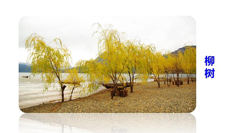 ３、部编二年级上册《植物妈妈有办法》　课件第3页