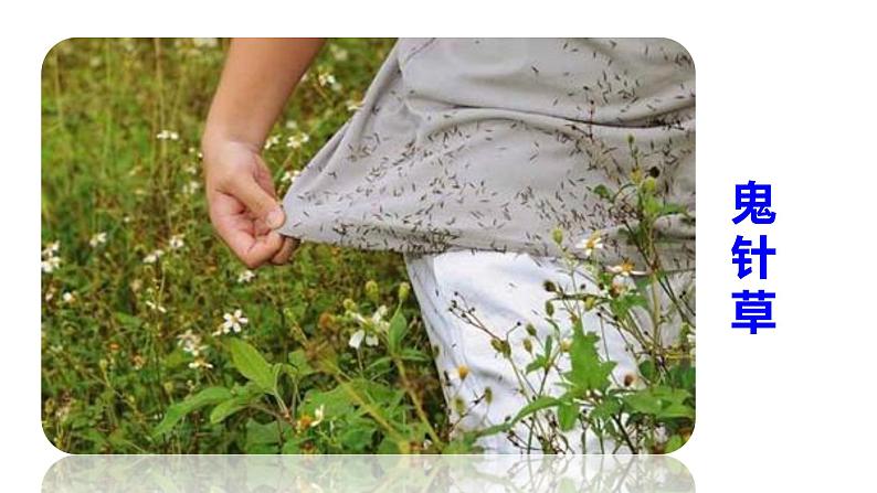 ３、部编二年级上册《植物妈妈有办法》　课件第4页