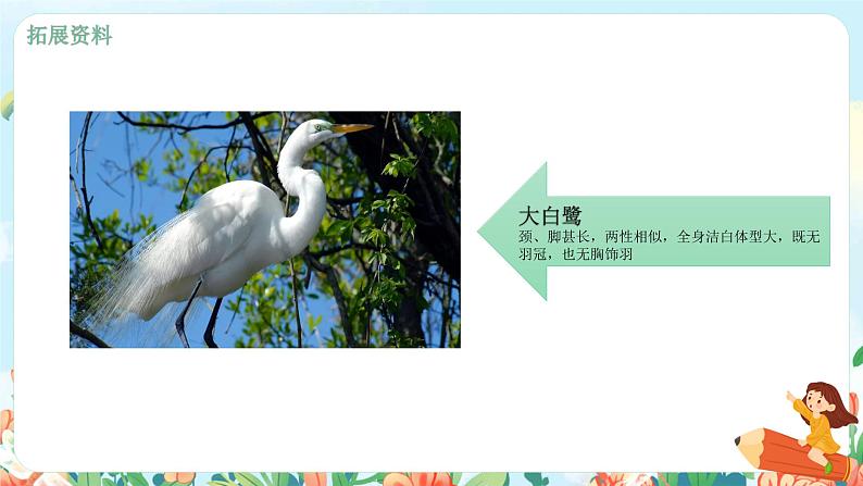 1.1《白鹭》课件+教案+练习07